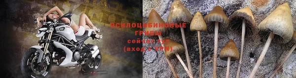 эйфоретик Аркадак